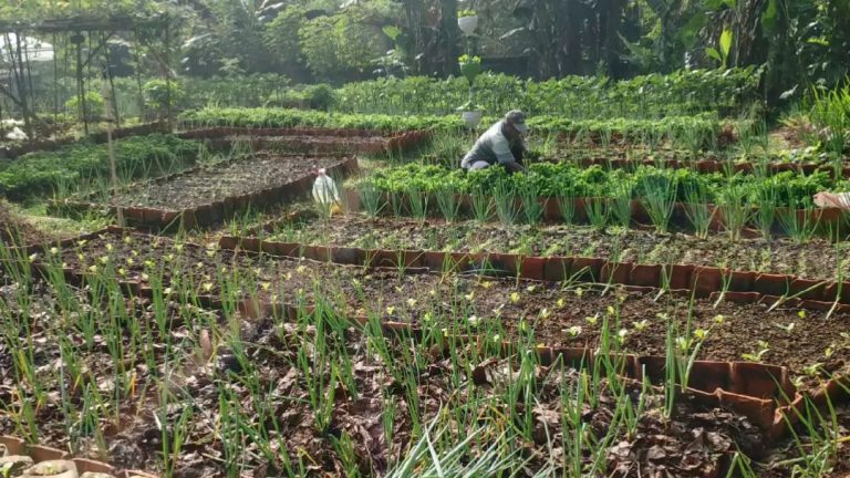 lahan (3)